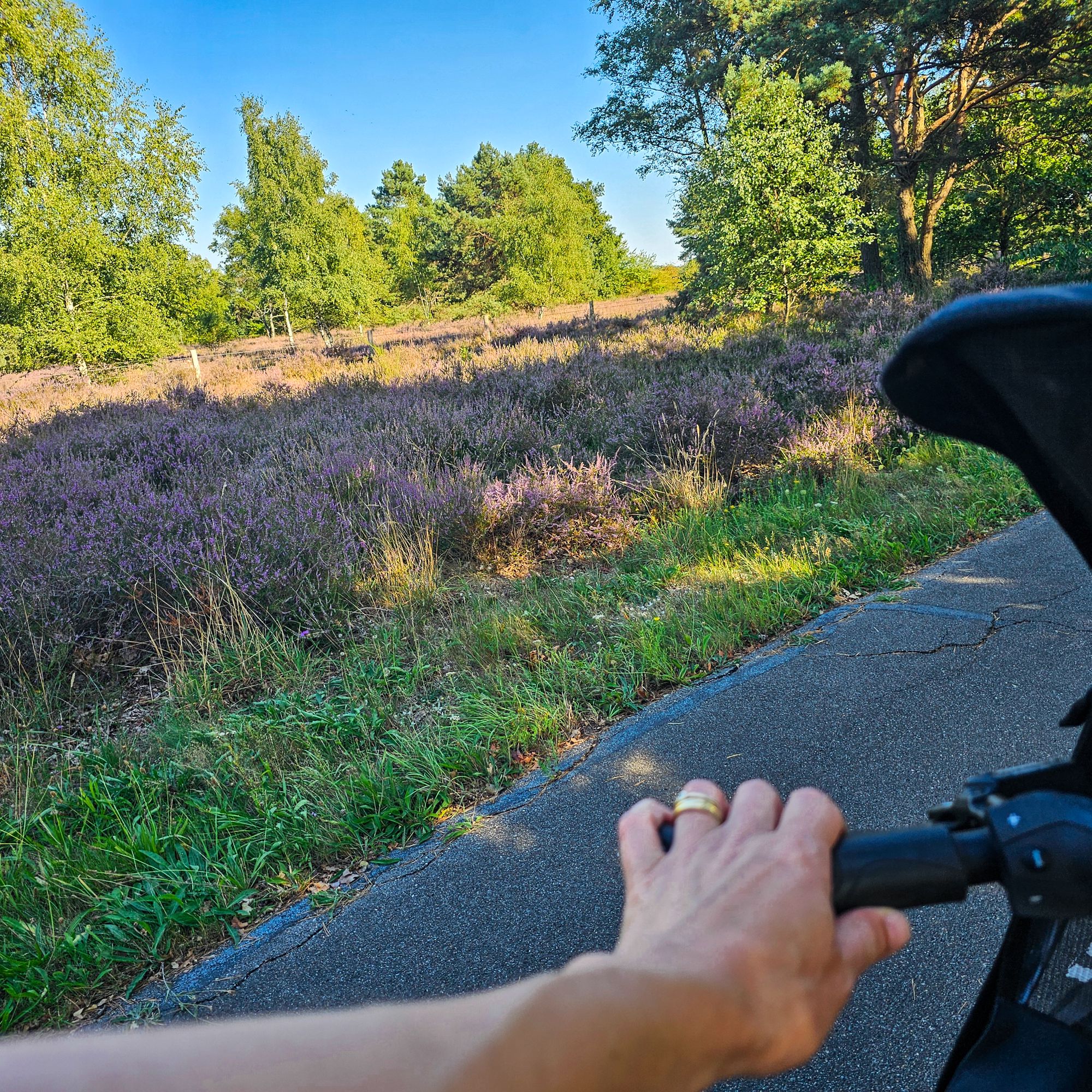 Maasduinen_fietsen